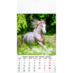 Calendrier 13 pages, Horses